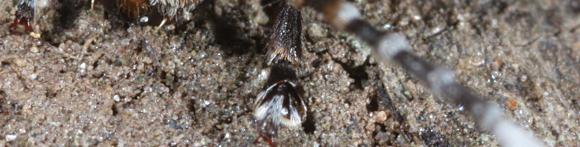 Platystomos albinus, Großer Breitrüssler