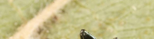 Altica lythri, Blauer WeidenröschenErdfloh