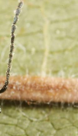 Altica lythri, Blauer WeidenröschenErdfloh