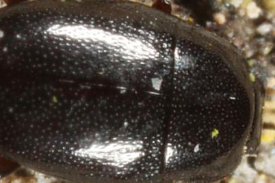 Paromalus flavicornis, Ohne deutschen Namen