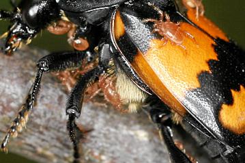 Nicrophorus vespilloides, Schwarzhörniger Totengräber
