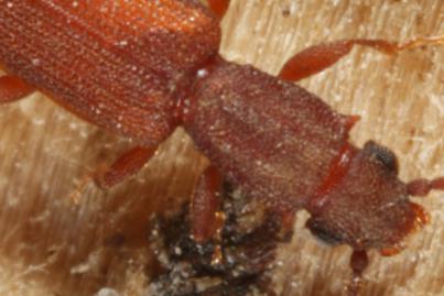 Silvanus bidentatus, Ohne deutschen Namen