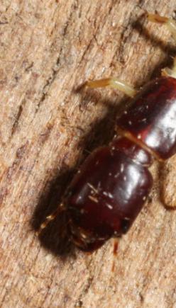 Raphidiidae spec., Kamelhalsfliege